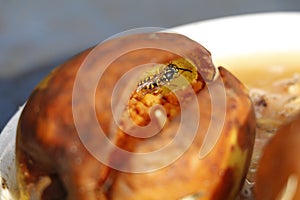 common wasp eating the inside of a brown fallen apple