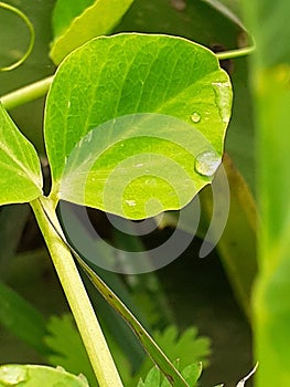 The image of water drops on green leaf