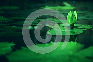 Image of water lily in the pond