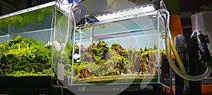 image of water plant tank and freshwater fish photo