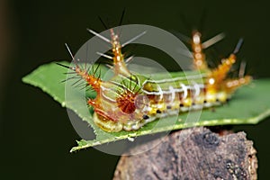 Image of a wattle cup caterpillar on nature background. Insect