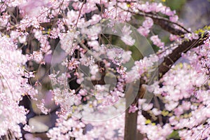 Image of the weeping cherry tree of Rikugien