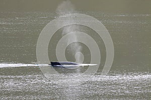 Image of whale along the coast of iceland