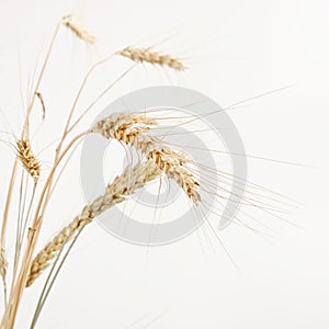 Image of wheat isolated over white background