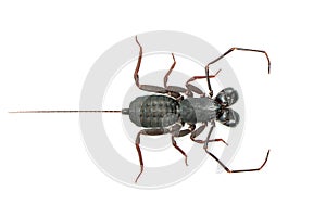 Image of whip scorpion isolated on white background. Animal. Insect photo