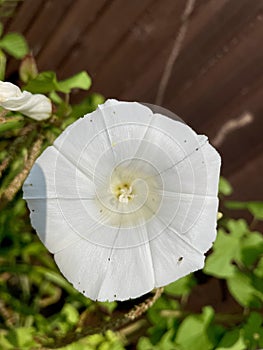 Bind weed flower in close up photo