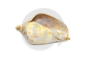 Image of white bottom conch shell isolated on white background. Undersea Animals. Sea Shells