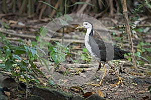 Image of a White-breasted Waterhen inside the forest, also known