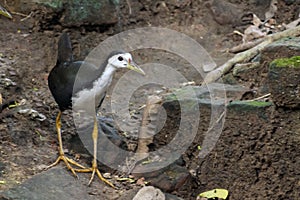 Image of a White-breasted Waterhen inside the forest, also known