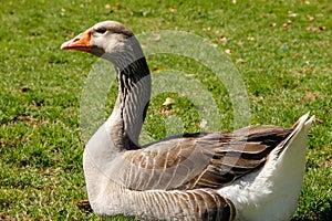 Image of a white and brown Domestic goose with an orange beak in the background of green grass.