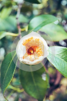 image of a white Camellia and green foliage