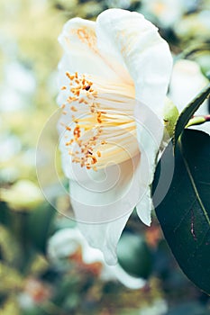 image of a white Camellia and green foliage