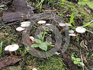 White cap gymnopilus species mushroom photo
