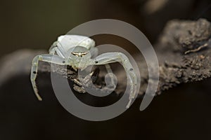 Image of white crab spider Thomisus spectabilis photo