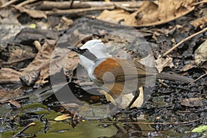 Image of White-crested Laughingthrush Bird on nature background. Animals