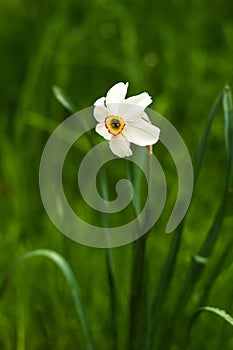 Image of white daffodil with yellow trumpet with selective focus.