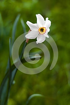 Image of white daffodil with yellow trumpet with selective focus.