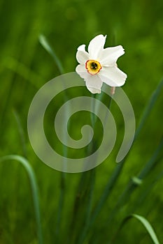 Image of white daffodil with yellow trumpet with selective focus.