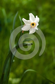 Image of white daffodil with yellow trumpet with selective focus.