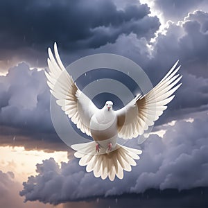 image of a white dove flying on sky at different weather sky for freedom and peace concept.