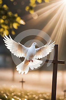 image of a white dove flying on sky at different weather sky for freedom and peace concept.