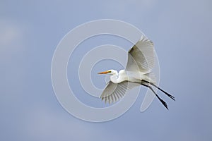 Image of white egret flying in the sky. Animal. white Bird