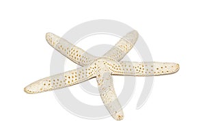 Image of white finger starfish isolated on white background. Sea stars. Undersea Animals. Sea Shells photo