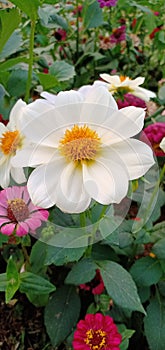 Image of a  white  flower with yellow core