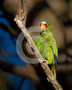 Image of a white fronted parrot with bright green feathers on a sunny day perched on a tree branch.