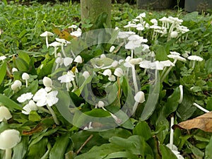 Image of white fungus that grows between weeds. natural concept
