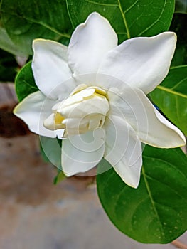 An Image of White Gardenia Flower.