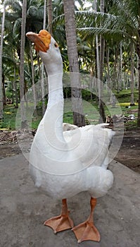 Image of white goose standing on ground