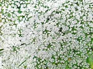 Image of a white little flower