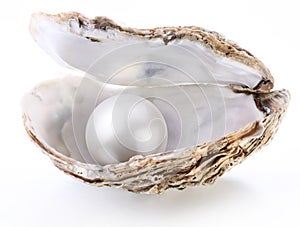 Image of a white pearl in a shell on a white photo