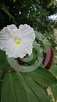 White petals Costus ginger flower plant.