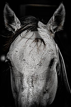 Image of white racehorse