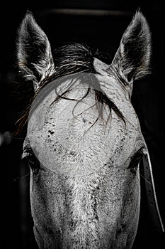 Image of white racehorse