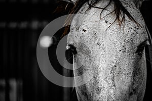 Image of white racehorse