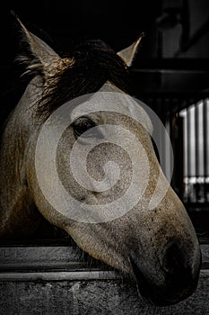 Image of white racehorse