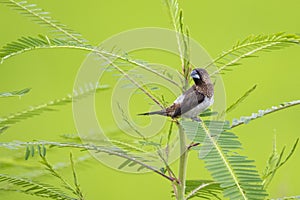 Image of white-rumped munia Bird Lonchura striata on nature background. Birds. Animal