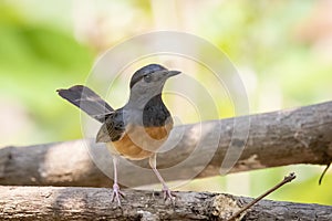 Image of White rumped Shama  Kittacincla malabarica on the tree branch on nature background. Bird. Animals