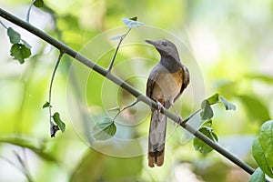 Image of White rumped Shama  Kittacincla malabarica on the tree branch on nature background. Bird. Animals