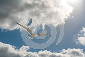 Image of White seagull bird on the blue sky with clouds as a symbol of hope