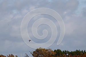 White tailed eagle in sky