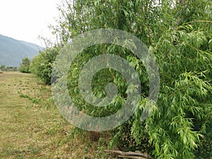bushy salix viminalis leafy tree in the meadow.
