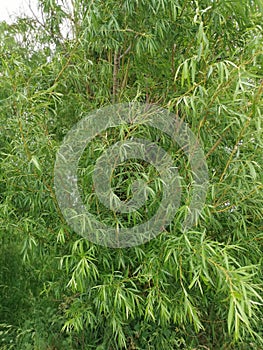 bushy salix viminalis leafy tree in the meadow. photo