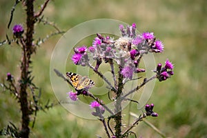 Image of a wild Cirsium vulgare, spear thistle with bumblebees and butterflies, in summer in the Austrian Alps