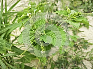 Croton hirtus the wild hairy weed plants.