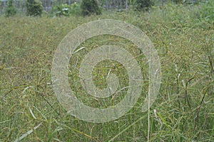 Image of the wild cyperus strigosus weed grasses.