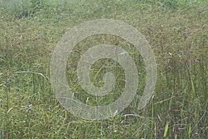 Image of the wild cyperus strigosus weed grasses.